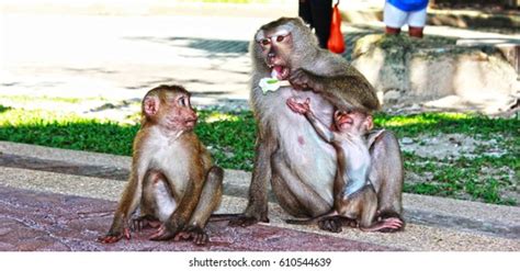 Monkeys Disappointed Stock Photo 610544639 Shutterstock