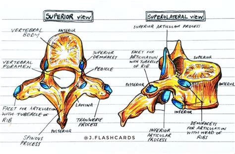 Bone Anatomy Flashcards Pdf Etsy Canada