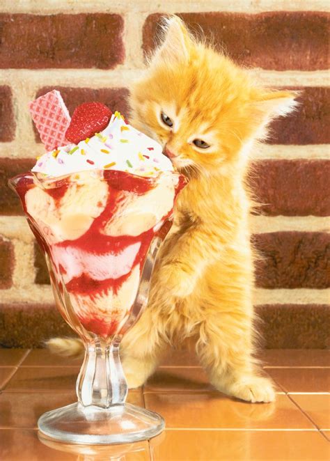 15 Hình ảnh Thú Cưng đáng Yêu Cute Cats Eating Ice Cream Xem Ngay Và
