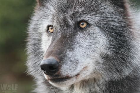 Ambassador Wolves Wolf Conservation Center