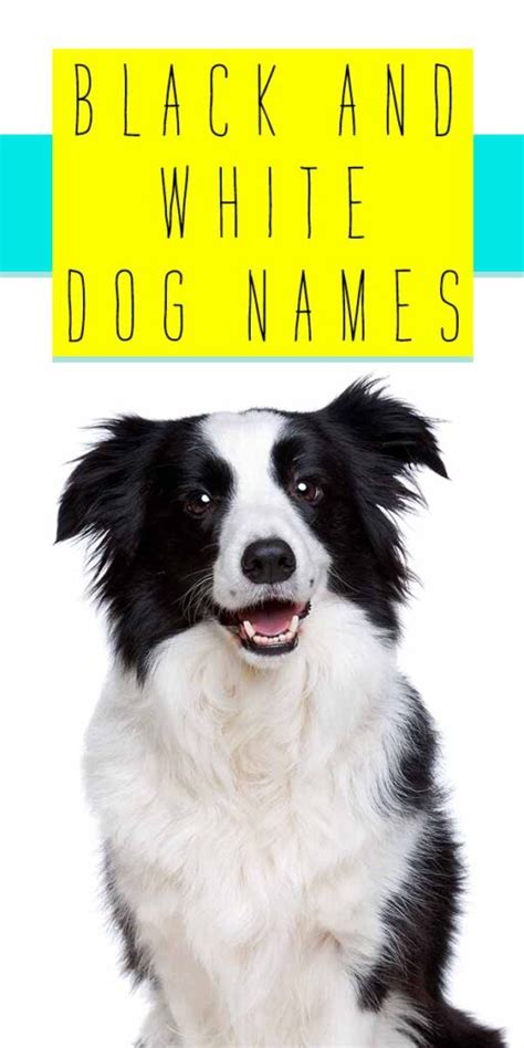 303 Black And White Dog Names For Monochrome Puppies