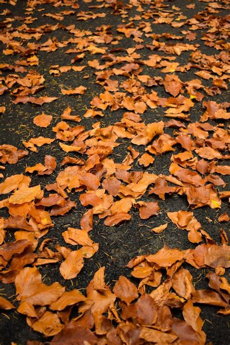 Fallen Autumn Leaves On The Ground Forest Foliage Stock Photo Image