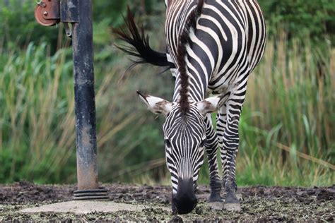 African Savanna Grants Zebra Zoochat