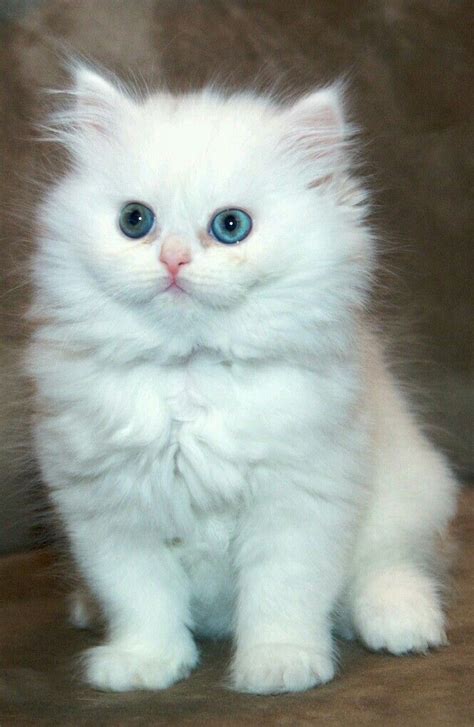 Cats White Blue Eyed Persian Kitten By Funny Q8i Cute Cats And