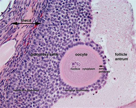 Fileovary Histology 061a Embryology