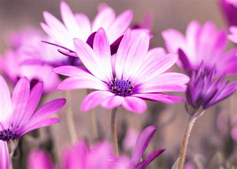 100000 Best Purple Flowers Photos · 100 Free Download · Pexels Stock