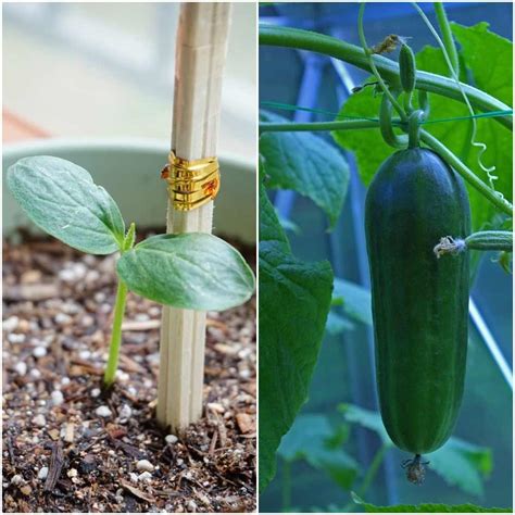 Growing Cucumbers In Pots From Seed Cucumber Care Gardening Tips