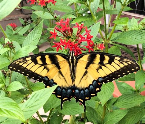 Tiger Swallowtail Birds And Blooms