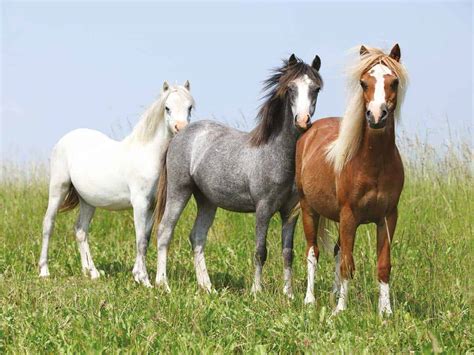 Welsh Mountain Pony Pferde Pferderassende