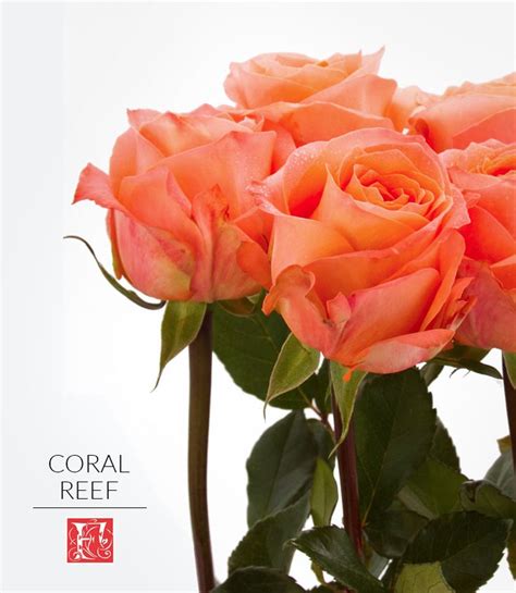 Meet Coral Reef One Of Our New Coral Rose Varieties This Lovely