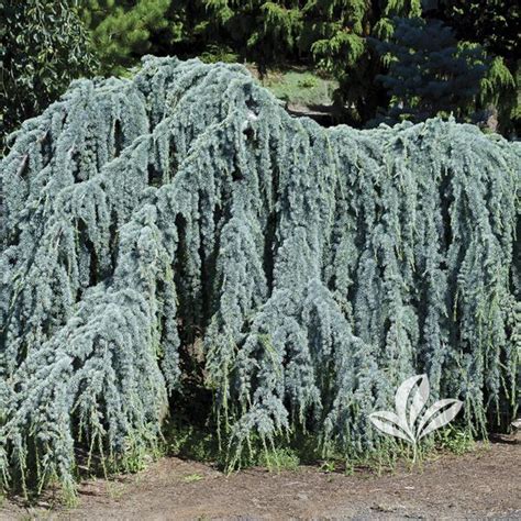 Cedrus Cedrus Atlantica Glauca Pendula Weeping Blue Atlas Cedar From