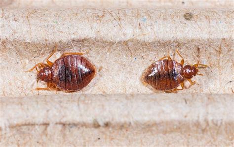 Are Beaumont Bed Bugs Dangerous To Pets