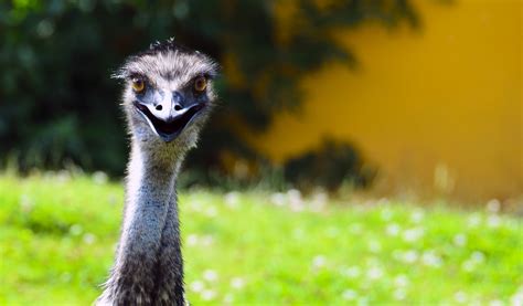 Emu 11 Facts About Australias National Bird