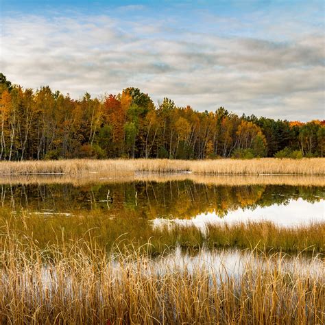 Download Wallpaper 2780x2780 Lake Forest Reeds Autumn Nature Ipad