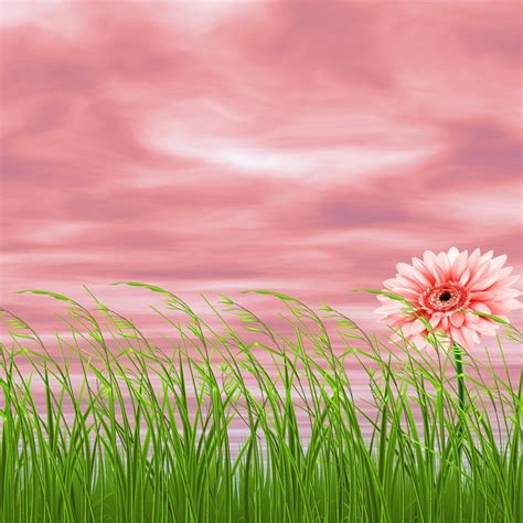 Background Nature Flower Pink Free Photo On Pixabay Pixabay