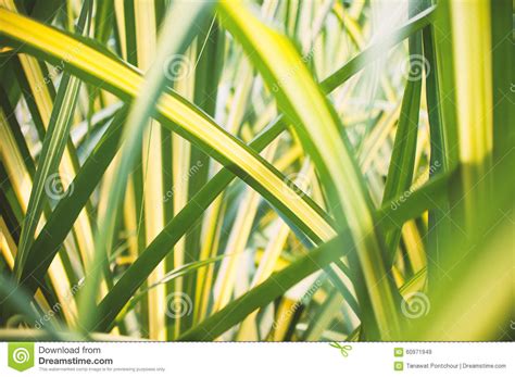 Abstract Green And Yellow Narrow Leaves Stock Image Image Of Floral
