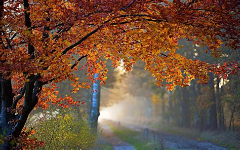 Hd Autumn Tree Foliage Road Wallpaper Download Free 144715