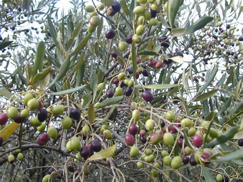 Origin And History Of The Olive Intechopen