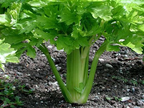 Vegetable Harvesting Tips