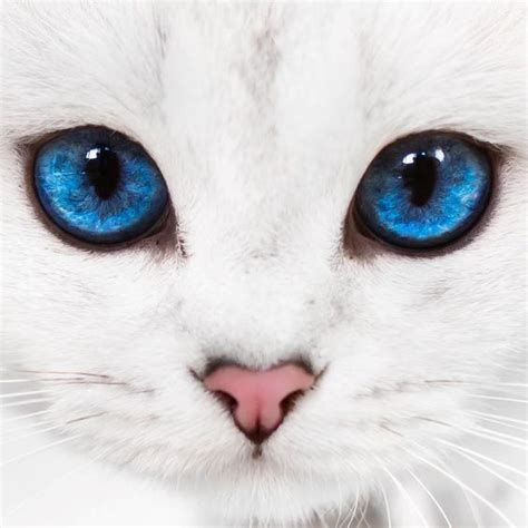 Most Beautiful Cat Ever With Amazing Blue Eyes Beautifulcat Cat
