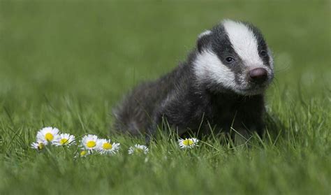 Baby Badger Honey Badger Animals And Pets Baby Animals Cute Animals