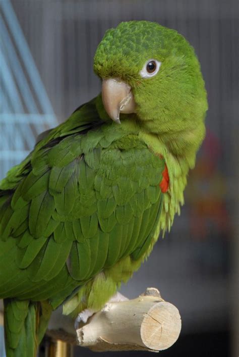 White Eyed Conure Conure Conure Parrots Parrot Pet