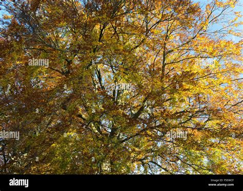 Fagus Sylvatica Beech Tree With Autumn Foliage In The Cotswold