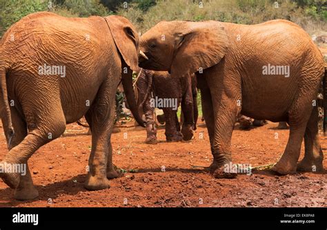 Orphan Elephants Hi Res Stock Photography And Images Alamy