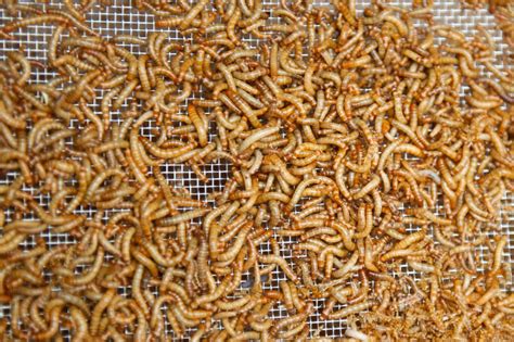 Manger Des Insectes Pourquoi Pas Lexpress