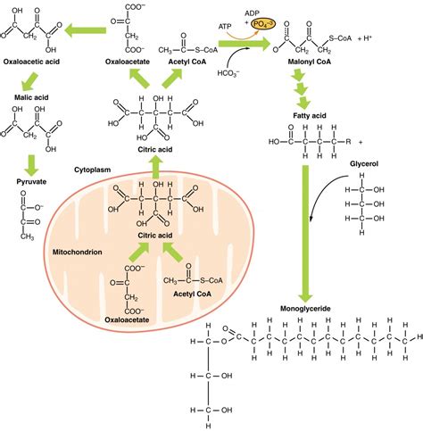 104 Lipid Metabolism Biology Libretexts