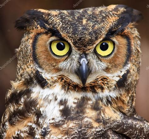 Great Horned Owl Head Shot — Stock Photo © Jilllang 8071688