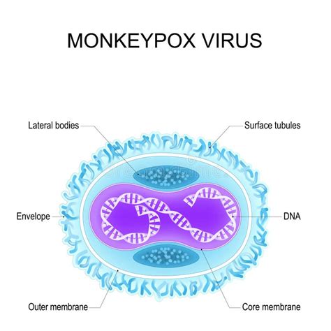 Virus Du Singe Anatomie Du Virus Orthopoxvirus Structure De Virion