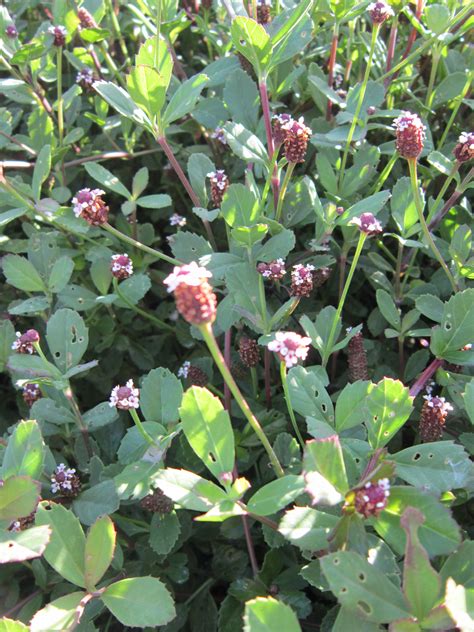 Frogfruit is a fast growing groundcover with white and purple flowers. Flowering Ground Covers - Miss Smarty Plants