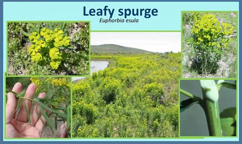Spurge Weed Identification Chart