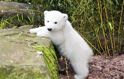 Pin De Rosa Muñez Jiménez En Imagenes De Animales Oso Polar Bebe