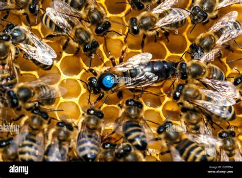 Queen Bee Marked And Surrounded By Worker Bees Stock Photo 104643032