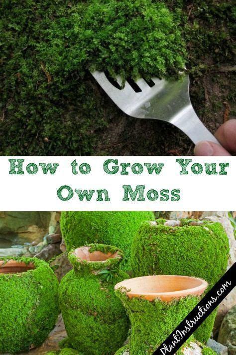 How To Grow Your Own Moss Grow Moss Growing Moss Moss Plant