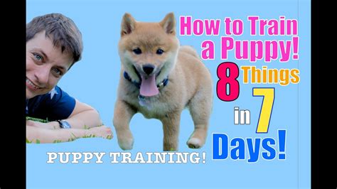 How To Train Your Puppy 8 Things In 7 Days Stop Puppy Biting Come