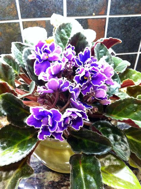 This African Violet Would Make An Awesome Bridal Bouquet Bridal