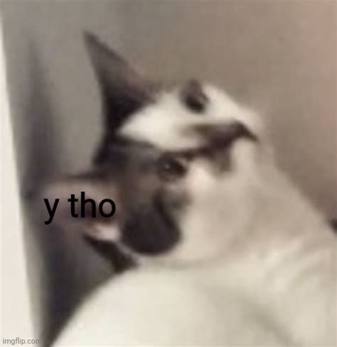Y Tho Cat Blank Template Imgflip