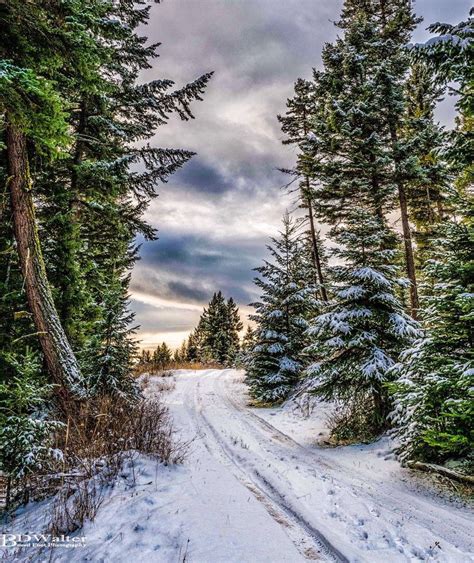 🇨🇦 Winter Road In The Evergreens Cariboo British