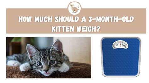 How Much Should A 3 Month Old Kitten Weigh The Kitty Expert
