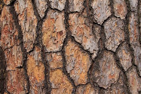 Red Pine Bark Free Nature Stock