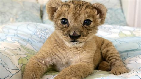 1 Best Cute Baby Lion Cubs Compilation Adorable