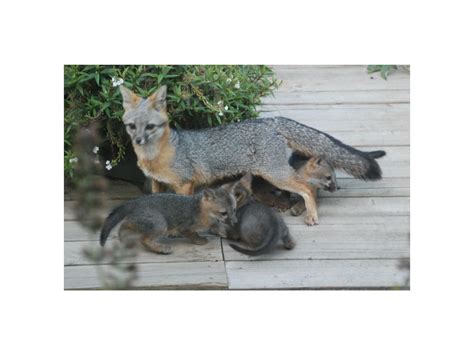 Gray Fox Kits And Their Mother As Photographed By Lynda Opperman