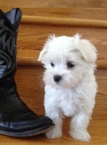 Pitbull puppies for sale in texas. Adorable Teacup Maltese Puppies for Sale in Houston, Texas ...