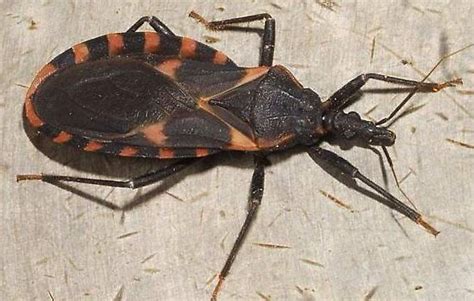 The Kissing Bug Brings Kiss Of Death While You Sleep