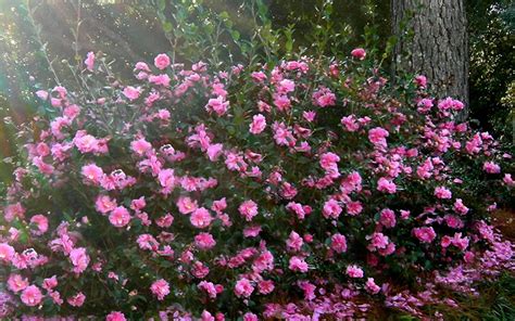 Buy Shishi Gashira Camellia | FREE SHIPPING | Wilson Bros
