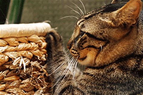 After 24 hours and the cat is fully alert, return the cats to their familiar location, open the carrier door and stand back. Billerica Cat Care Coalition answers many frequently asked ...