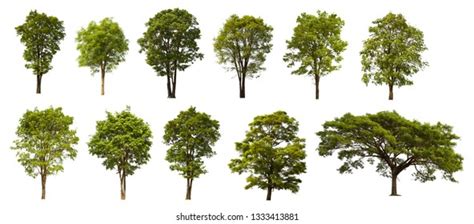 Isolated Trees Collection On White Background Stock Photo Edit Now
